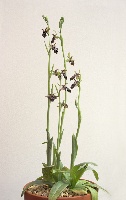 Ophrys ariadne
